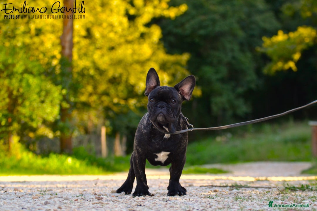 Bulldog Francese cani in vendita: Cucciolo maschio bouledogue francese  - Immagine 2