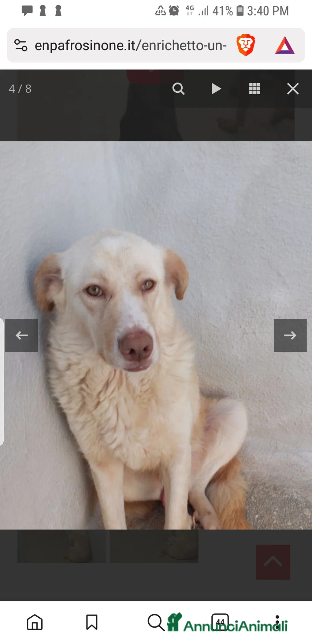 Meticcio cani in regalo: Entichetto  - Annuncio 2