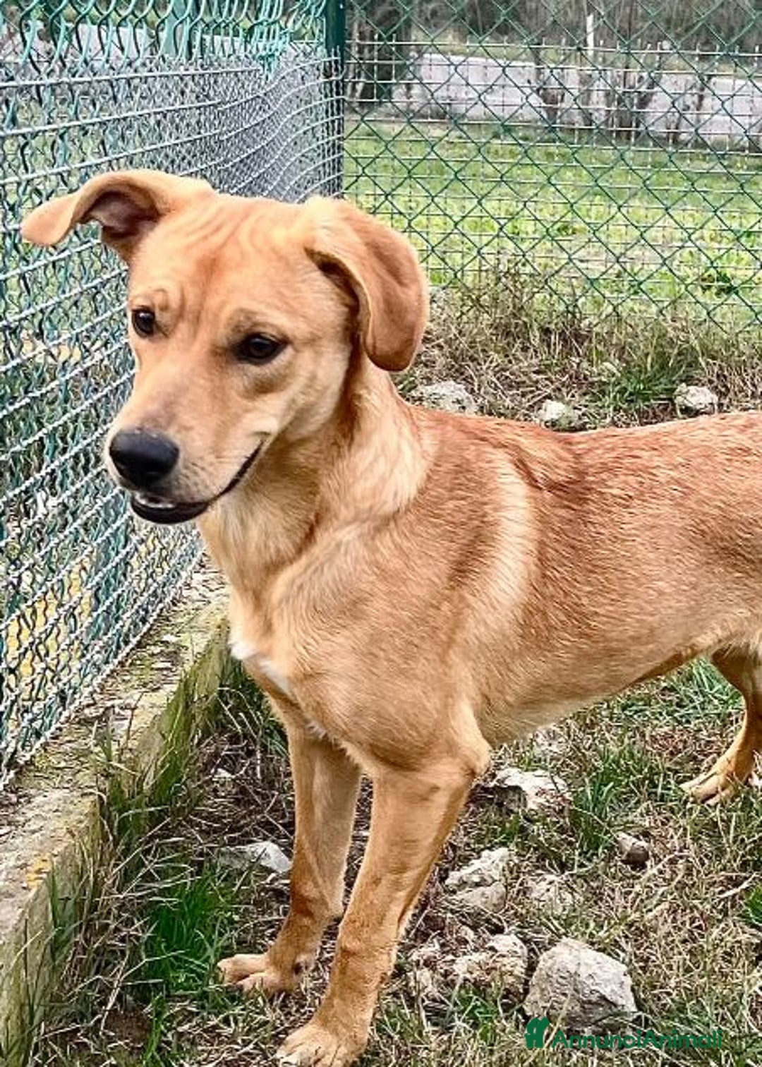 Meticcio cani in regalo: Cleopatra un'esplosione di simpatia! - Annuncio 5