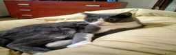 Meticcio gatti in regalo: Micio di due anni cerca casa a Provincia di Cremona - Annuncio 1