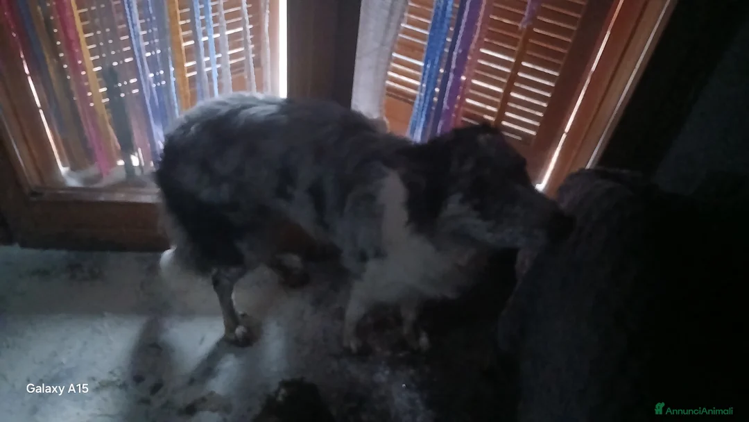 Meticcio cani in vendita: cuccioli su prenotazione - Annuncio 2