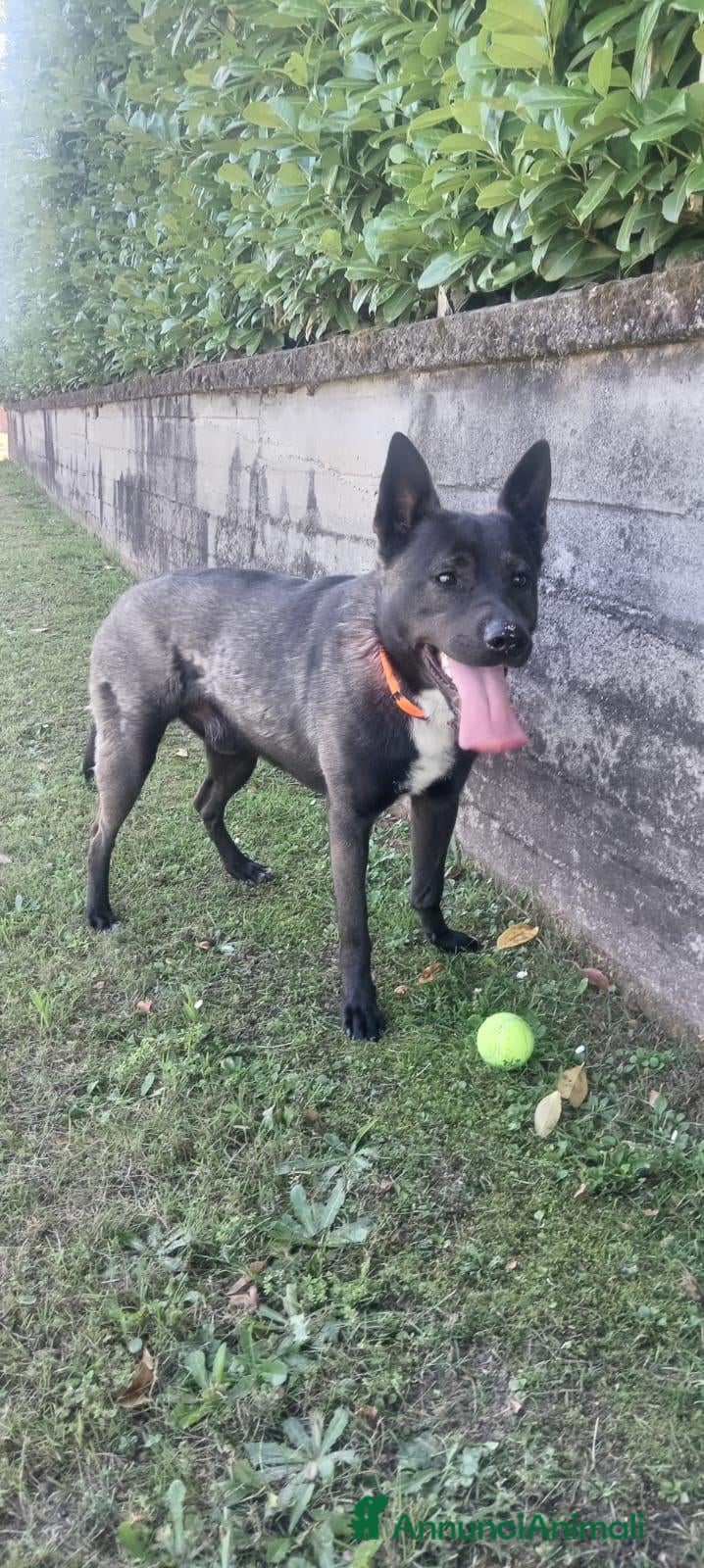 Meticcio cani Regalo Cane  - Annuncio 3