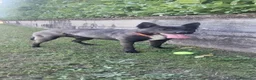 Meticcio cani in regalo: Regalo Cane  a Città Metropolitana di Torino - Annuncio 1
