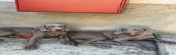 Weimaraner cani in vendita: MERAVIGLIOSA CUCCIOLA di WEIMARANER  - Annuncio 4