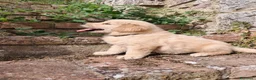 Golden Retriever cani in vendita: Cuccioli Golden Retriever Americano  a Provincia di Siena - Annuncio 3