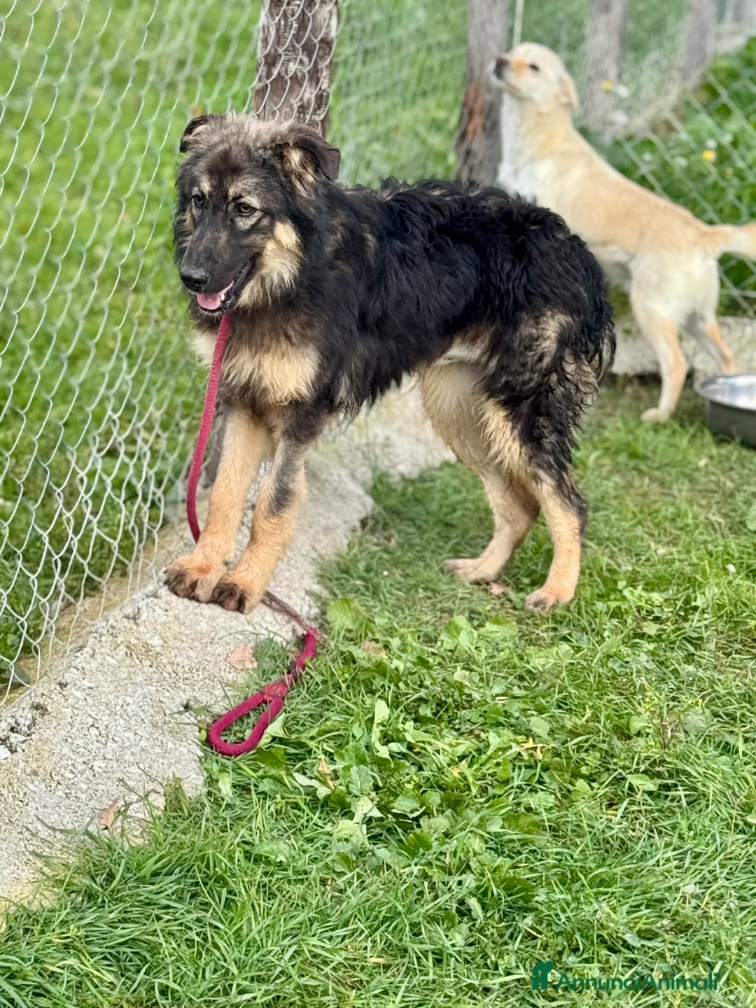 Meticcio cani in regalo: Principessa meravigliosa lupetta in canile - Annuncio 4