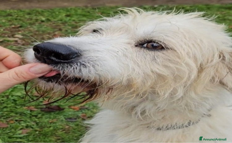 Altre razze cani a Città metropolitana di Milano - Annuncio 13