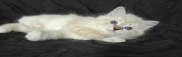 Ragdoll gatti in vendita: Cuccioli di Ragdoll di alta genealogia  - Annuncio 3