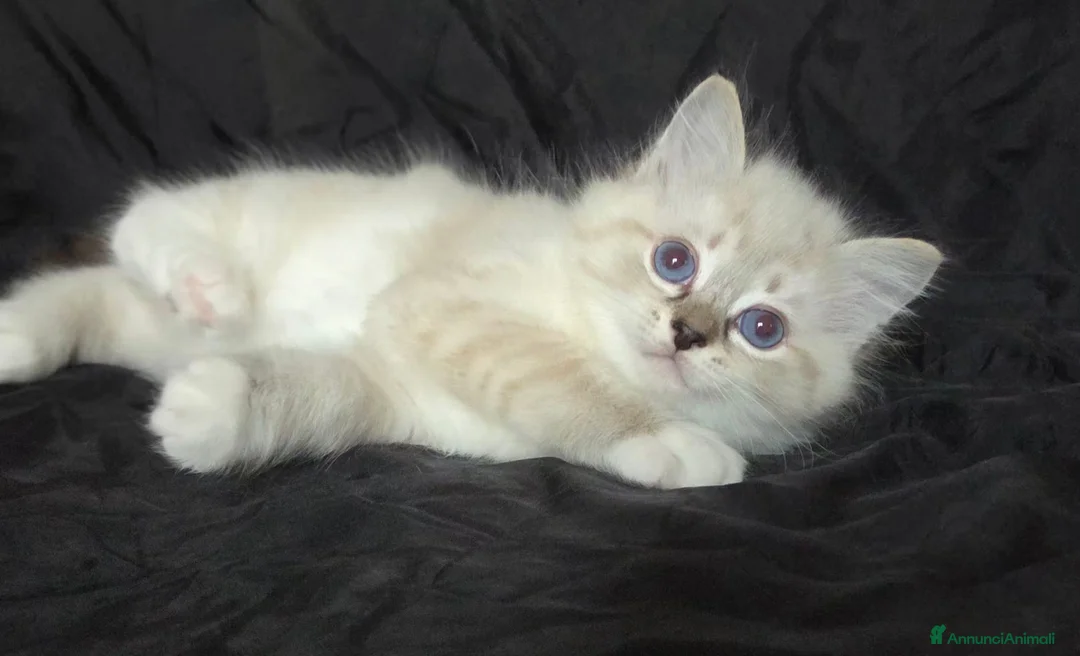 Ragdoll gatti in vendita: Cuccioli di Ragdoll di alta genealogia  - Annuncio 3
