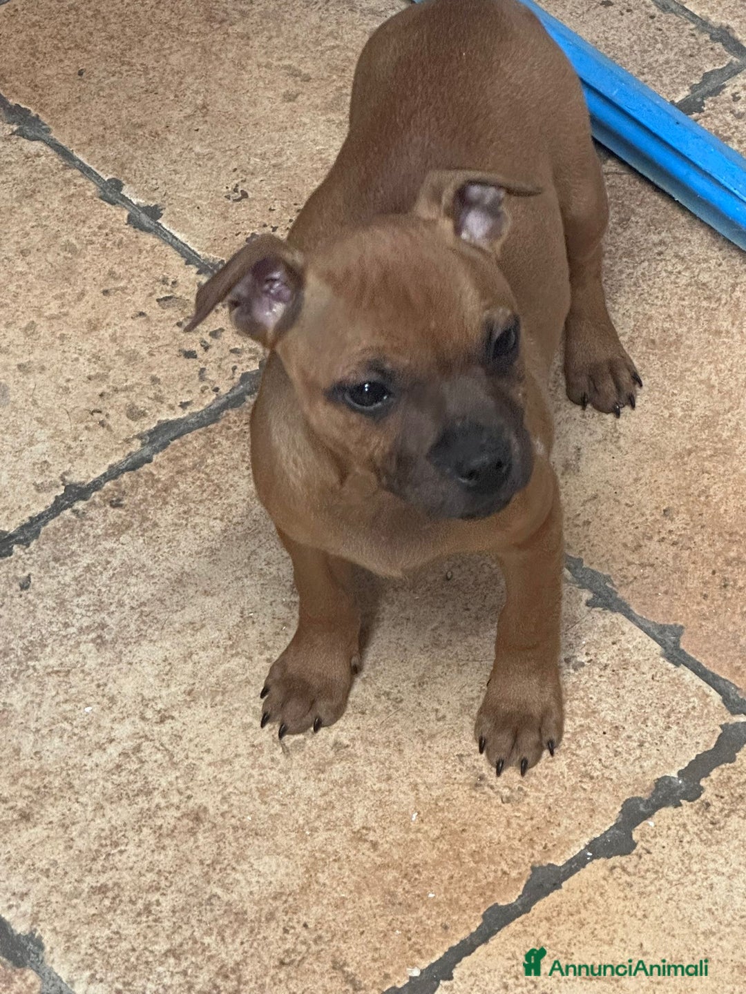 Staffordshire cani in vendita: STAFFIRDSHIRE BULL TERRIER - Annuncio 7
