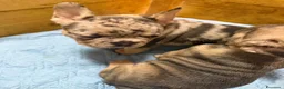 Bulldog Francese cani in vendita: Bulldog francese esotico - Annuncio 7