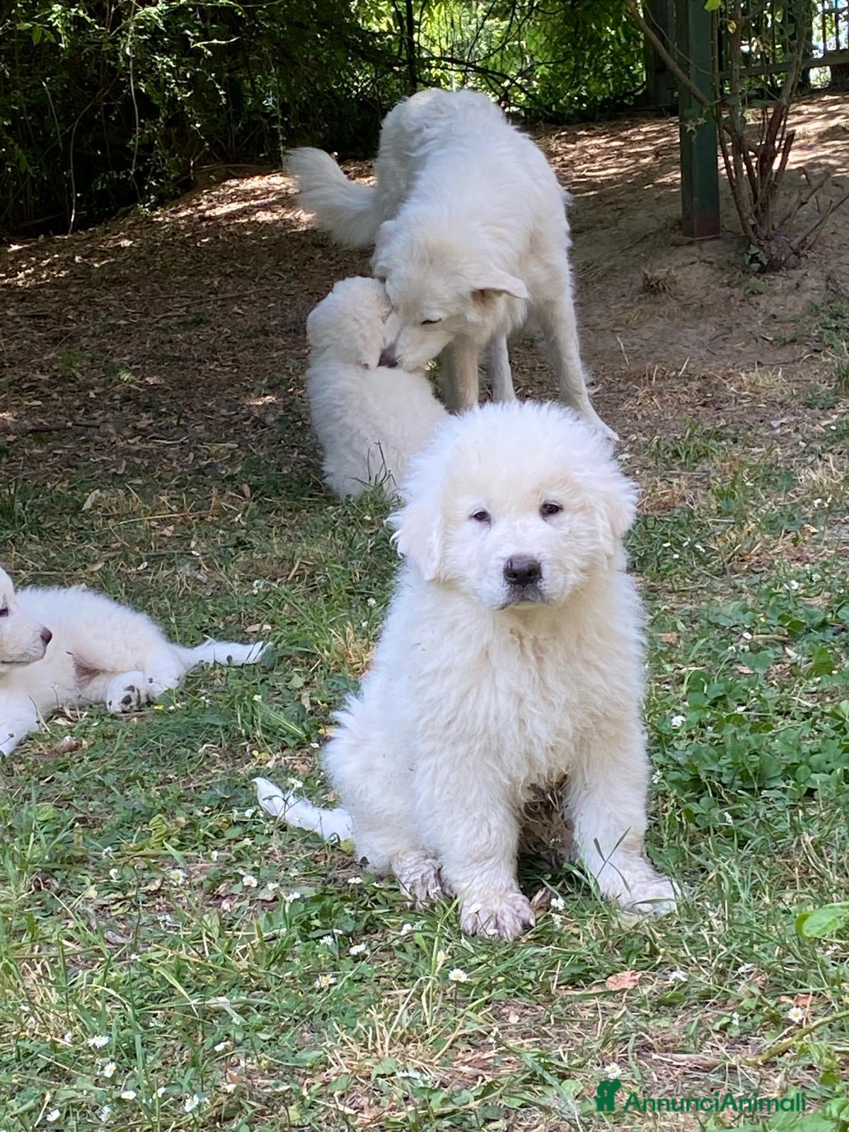 Pastore Abbruzzese Maremmano cani in vendita: cuccioli pastore abruzzese maremmano a Provincia di Lodi - Annuncio 1