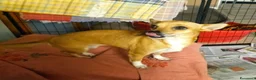 Meticcio cani in regalo: CAGNOLINA 4,5 kg - Annuncio 4