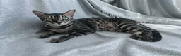 Bengala gatti in vendita: Esclusivo Bengala "Leopardo Nero" - Annuncio 3