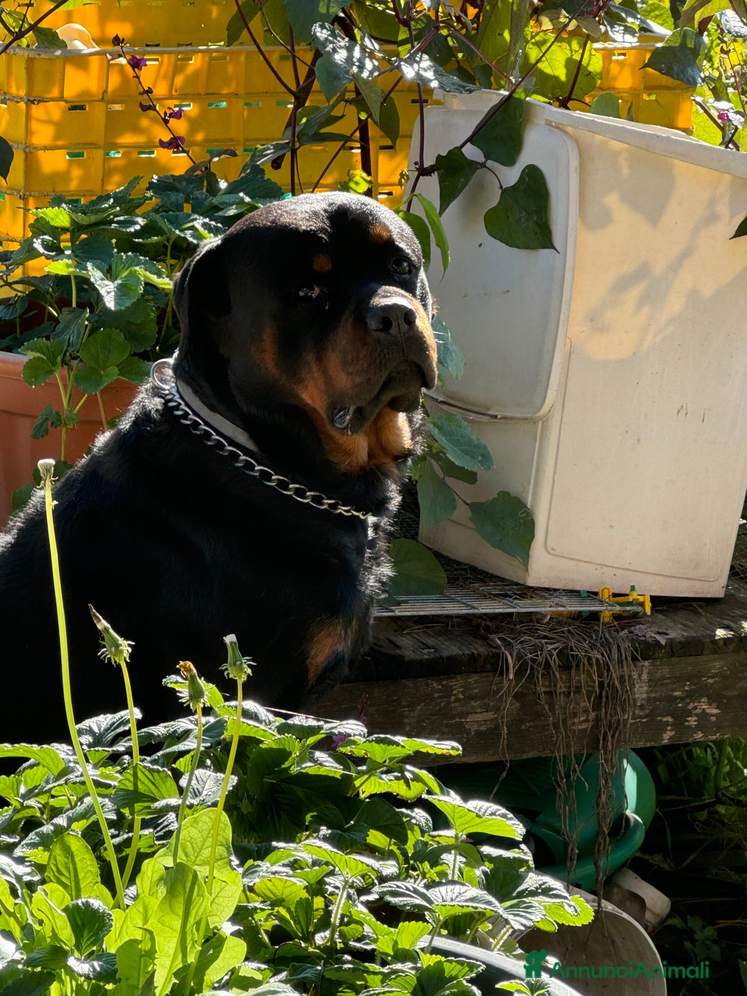 Rottweiler cani in regalo: Regalo rottweiler maschi 3 anni - Annuncio 1