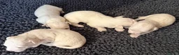 Maltese cani in vendita: Cuccioli di Maltese  - Annuncio 7