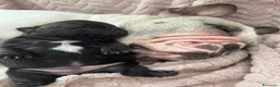 Bulldog Francese cani in vendita: Femmine di bouledogue francese - Annuncio 1