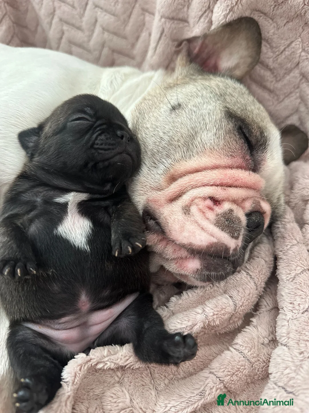 Bulldog Francese cani in vendita: Femmine di bouledogue francese - Annuncio 1