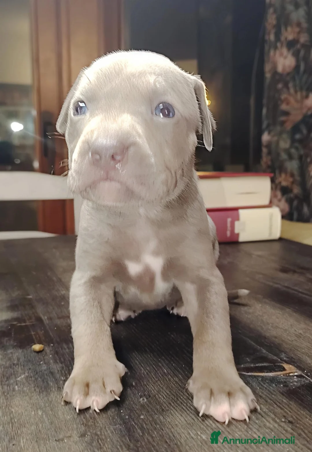 Pitbull cani in vendita: Meravigliosi e ricercati cuccioli di Pitbull - Annuncio 18