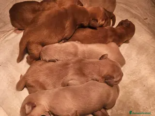 Golden Retriever cani CUCCIOLI GOLDEN RETRIVER AMERICANI - Annuncio 36