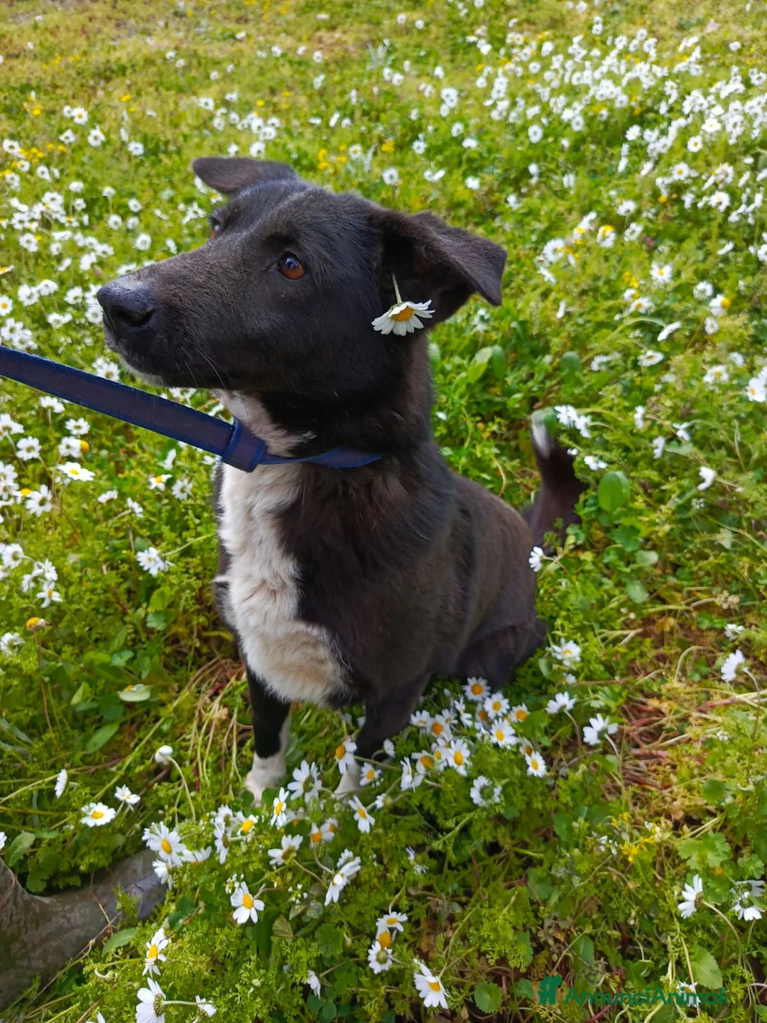 Labrador cani in regalo: Windy, splendida  - Annuncio 5