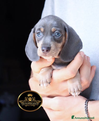 Bassotto cani a Provincia di Brescia - Annuncio 16