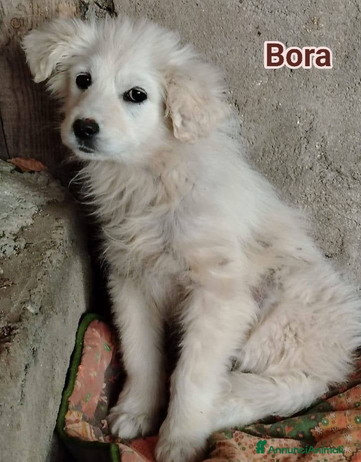 Meticcio cani Samir, Bora e Brigitte - Annuncio 1