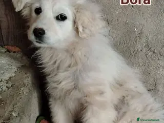 Meticcio cani Samir, Bora e Brigitte - Annuncio 1