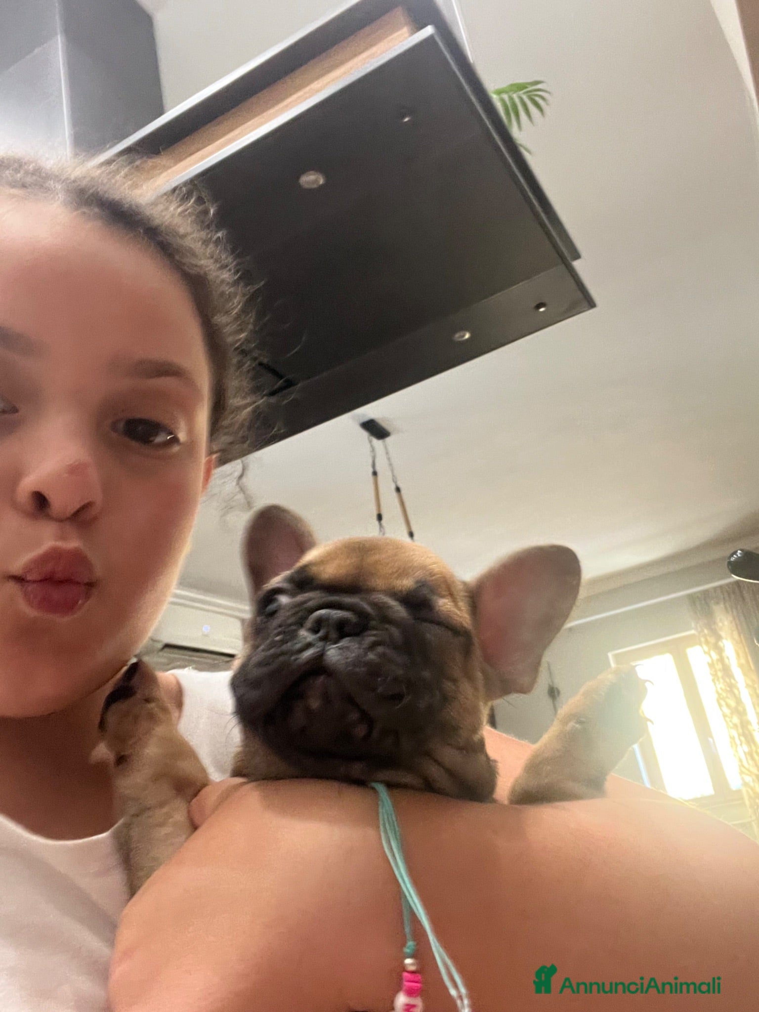 Bulldog Francese cani Ultima cucciola bulldog femmina  - Annuncio 1