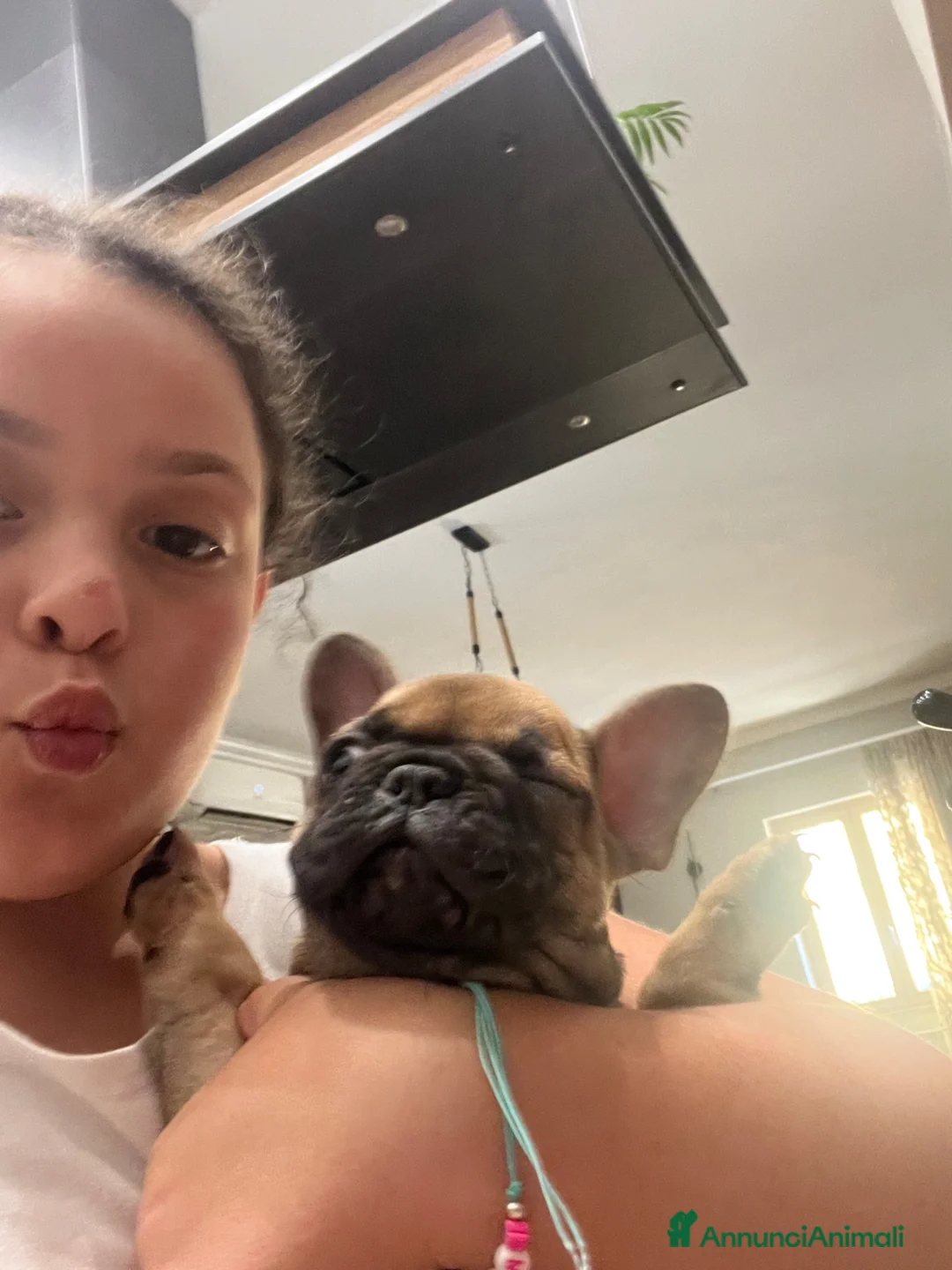 Bulldog Francese cani in vendita: Ultima cucciola bulldog femmina  - Annuncio 1