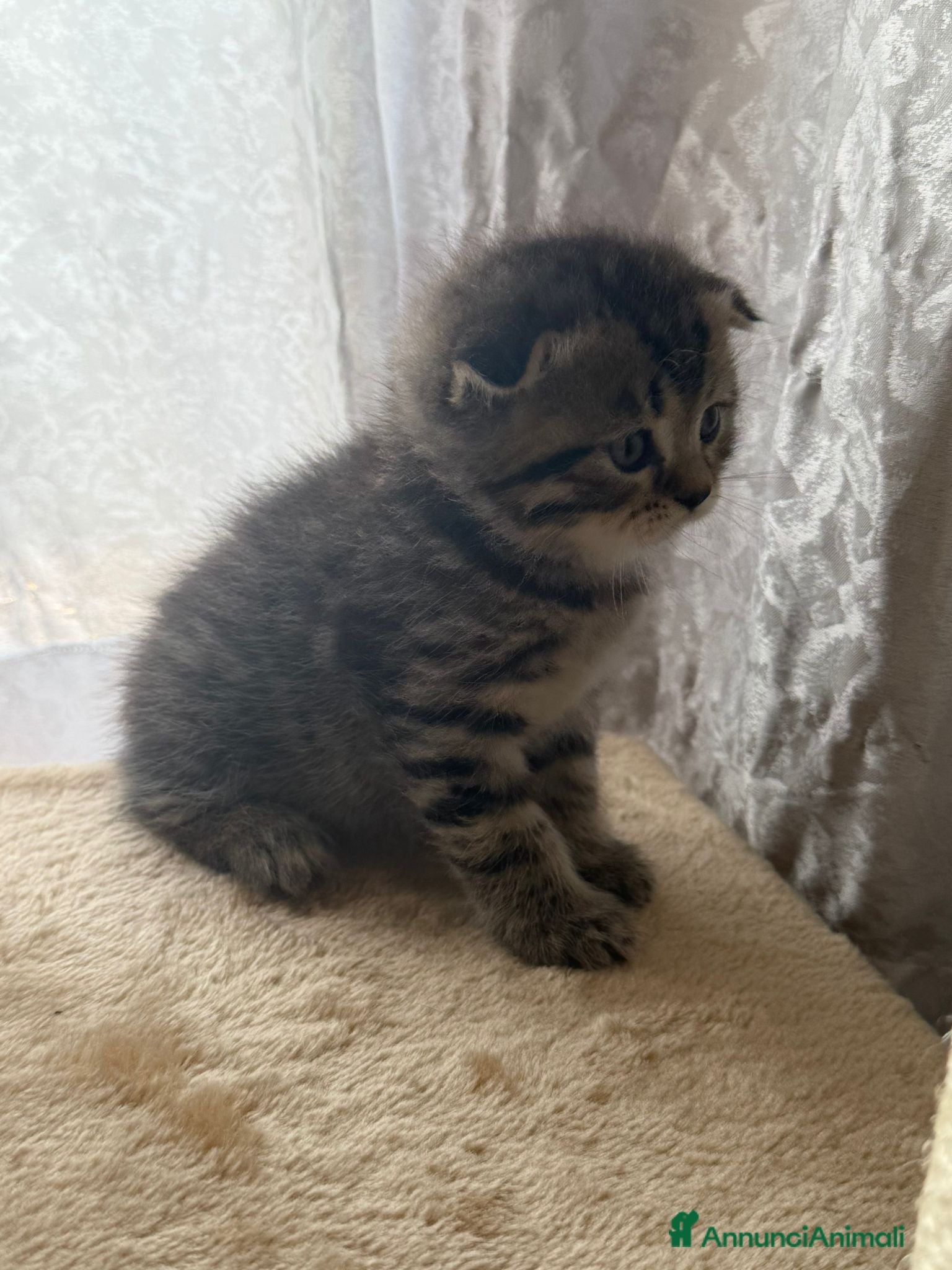 British gatti in vendita: British shorthair  - Annuncio 13