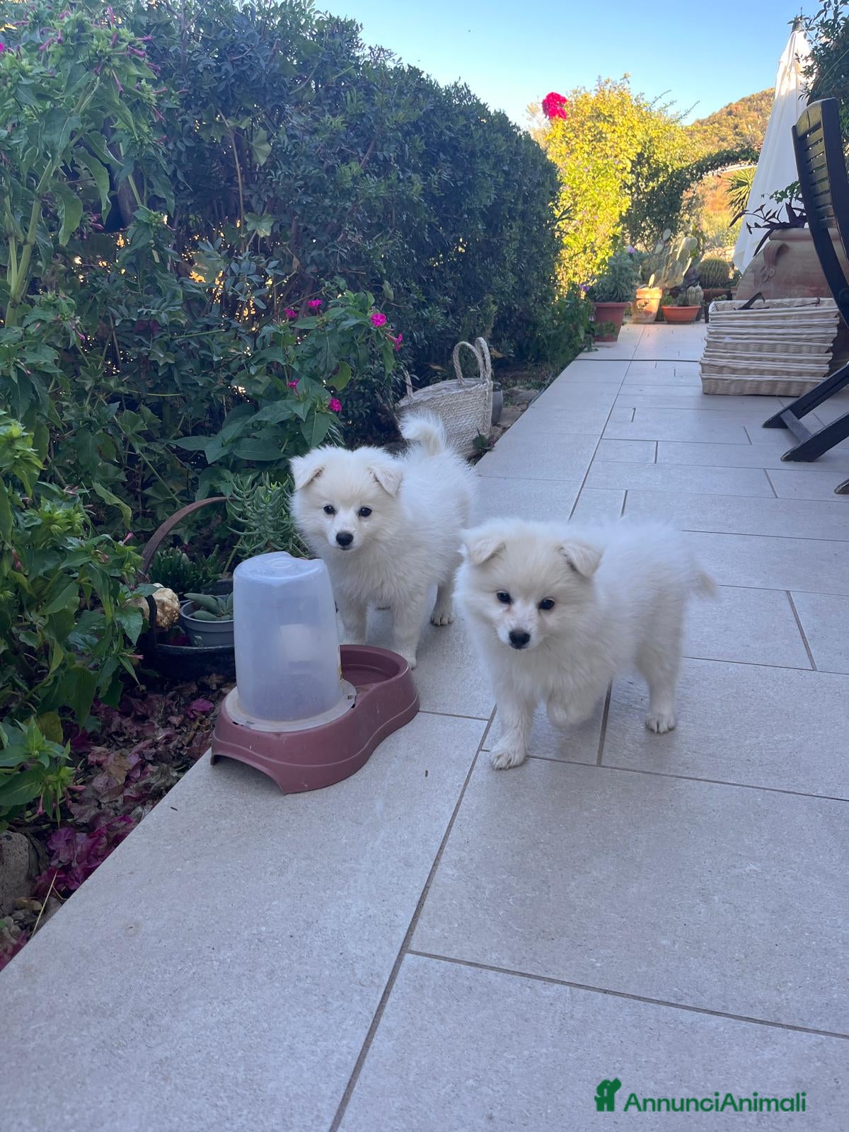 Volpino Italiano cani Volpini bianchi italiani  - Annuncio 19