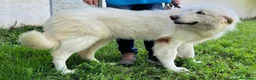 Meticcio cani in regalo: RAMBO MAREMMANO - Annuncio 7
