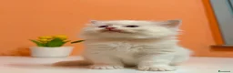 Ragdoll gatti in vendita: Cuccioli di ragdoll - Annuncio 3