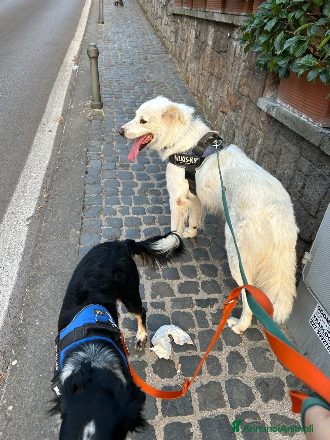 Altre razze cani in regalo: Adriano, il nostro imperatore cerca casa  a Città metropolitana di Roma Capitale - Annuncio 8