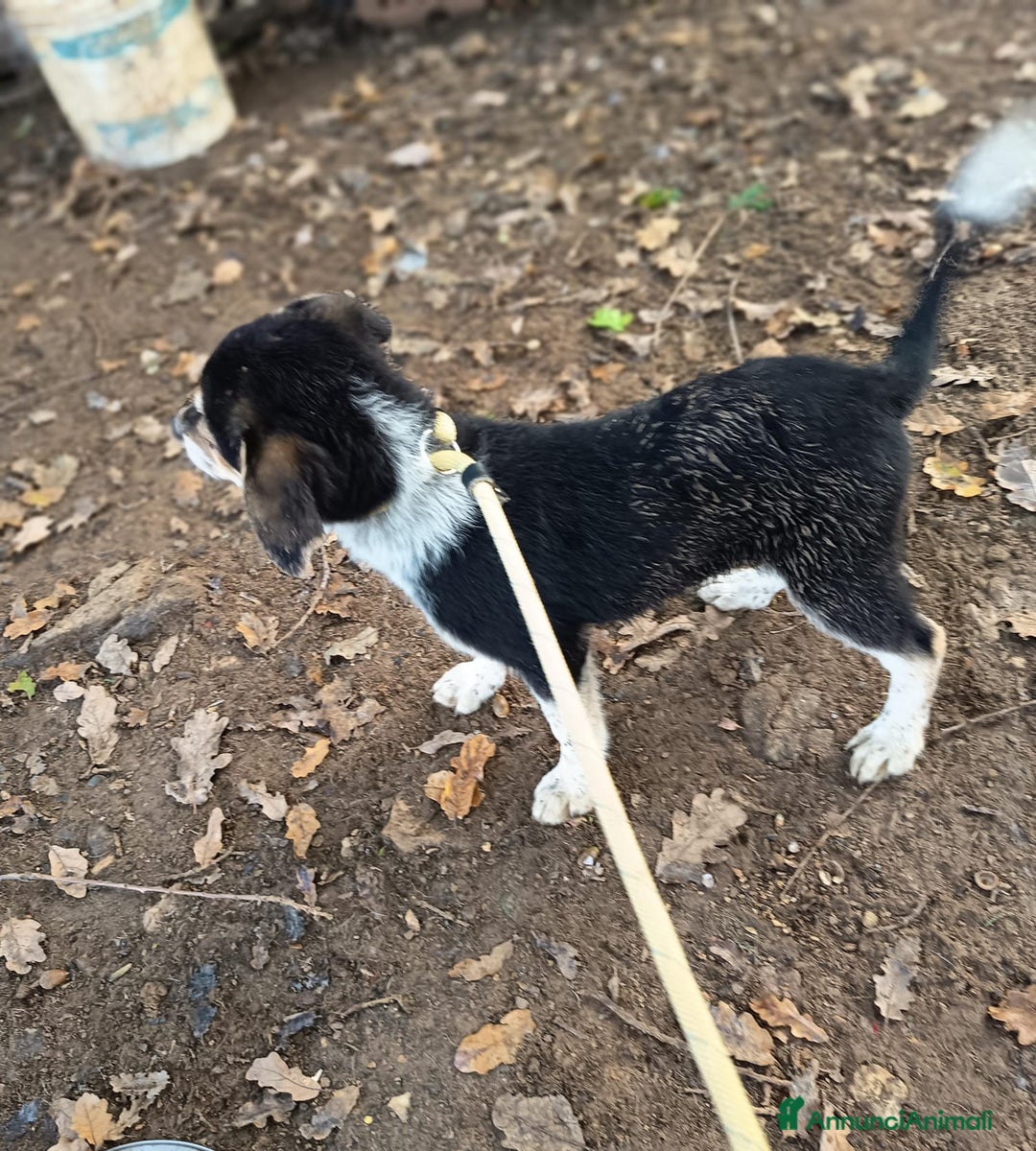 Meticcio cani in regalo: UNA MAMMA PER GEA - Annuncio 4