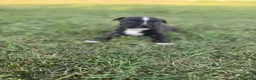 Staffordshire cani in vendita: Stupendi Staffy - Annuncio 16