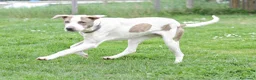 Meticcio cani in regalo: PONY ATTENDE LA SUA RIVINCITA, IN ADOZIONE - Annuncio 4