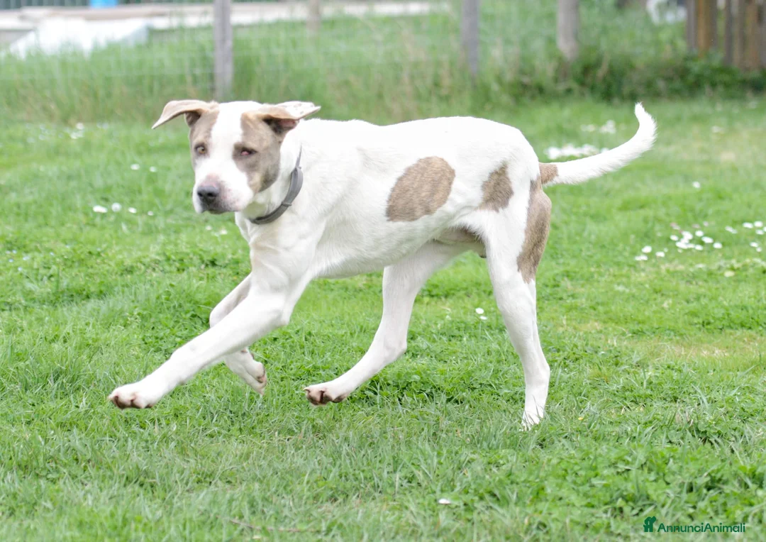 Meticcio cani in regalo: PONY ATTENDE LA SUA RIVINCITA, IN ADOZIONE - Annuncio 4
