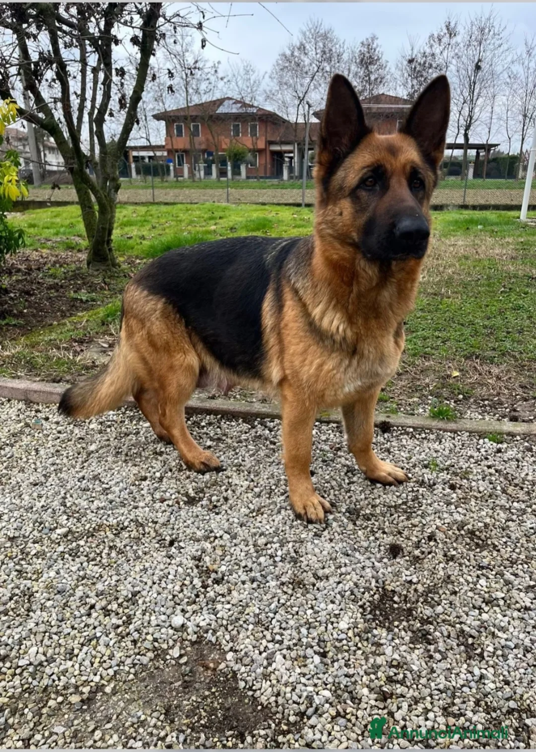 Pastore Tedesco cani in vendita: Pastore tedesco  - Annuncio 6