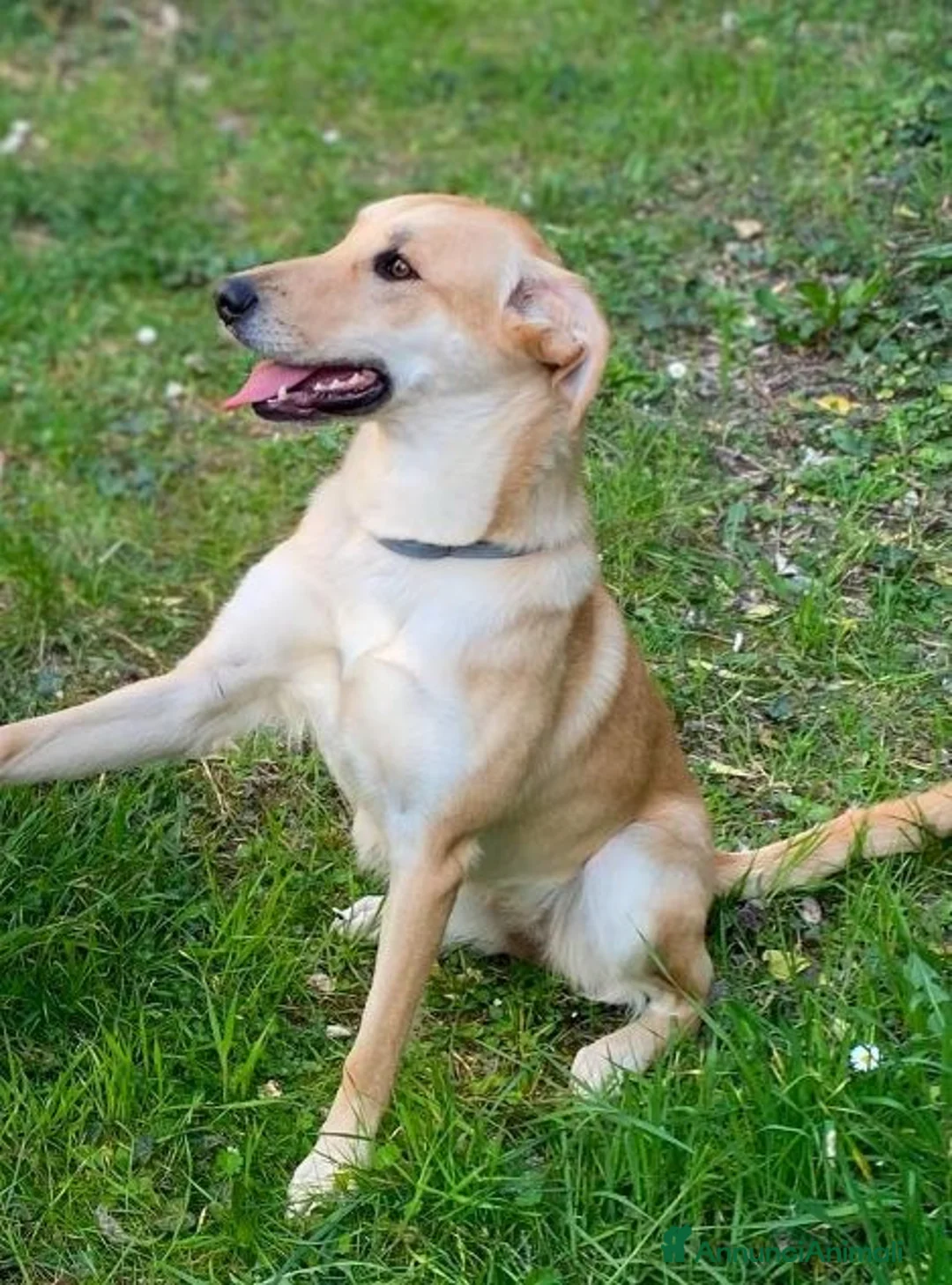 Meticcio cani in regalo: RAILY giocosa ed affettuosa - Annuncio 1