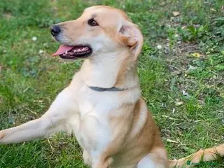 Meticcio cani RAILY giocosa ed affettuosa - Annuncio 2