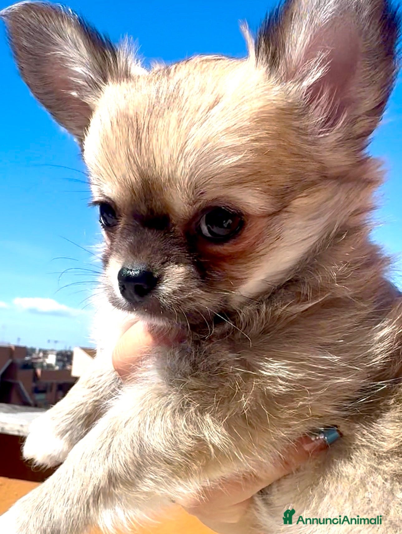 Chihuahua cani cuccioli maschi pelo lungo con pedigree ENCI/FCI - Annuncio 7