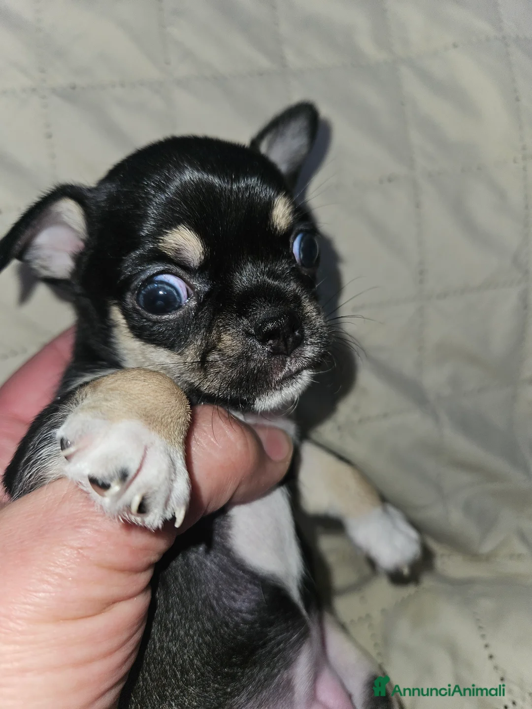 Chihuahua cani in vendita: Chihuahua nana femmina - Annuncio 5