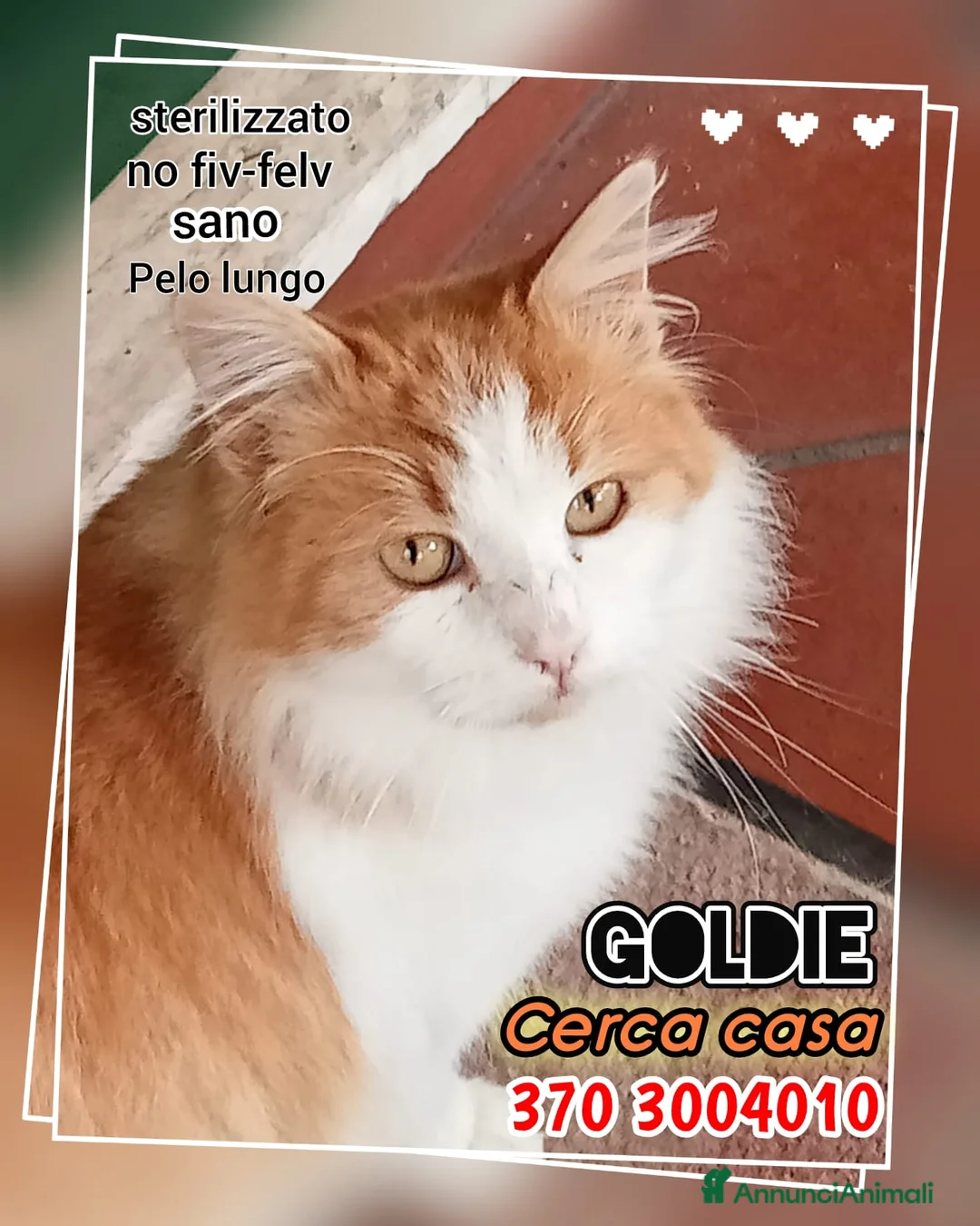 Europeo gatti in regalo:  GOLDIE GATTINO BELLISSIMO - Annuncio 2