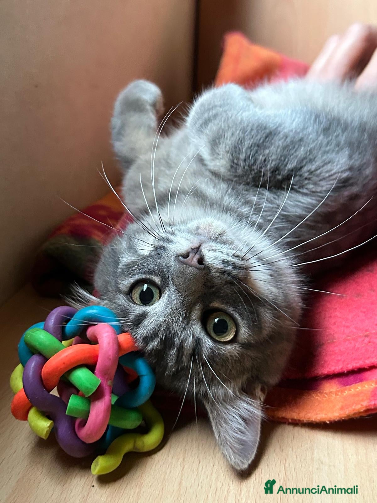 Europeo gatti MISTRAL CERCA CASA ❤️ - Annuncio 2