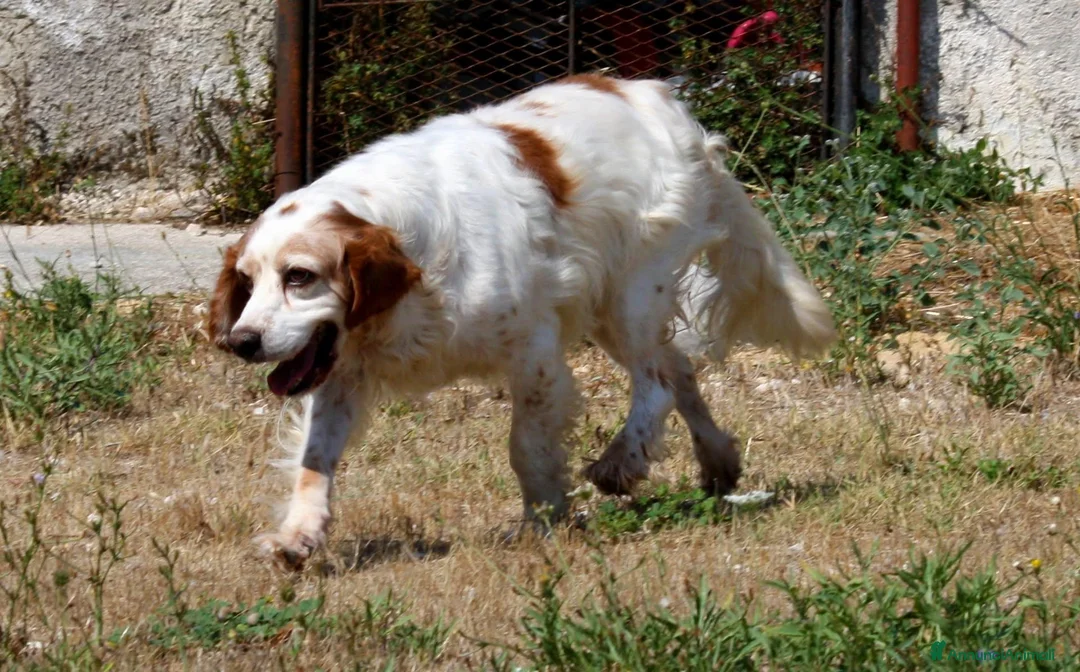 Meticcio cani in regalo: Bret in adozione - Annuncio 5