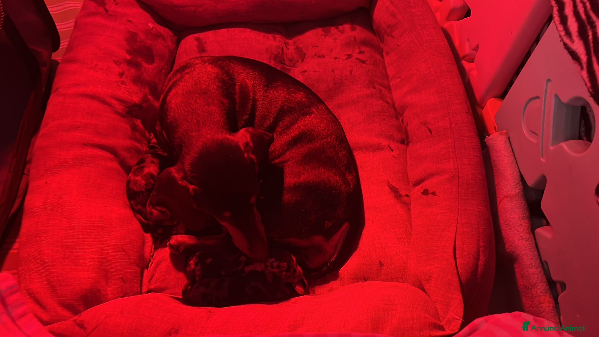 Bassotto cani cucciole di bassotto nano a pelo corto  - Annuncio 2