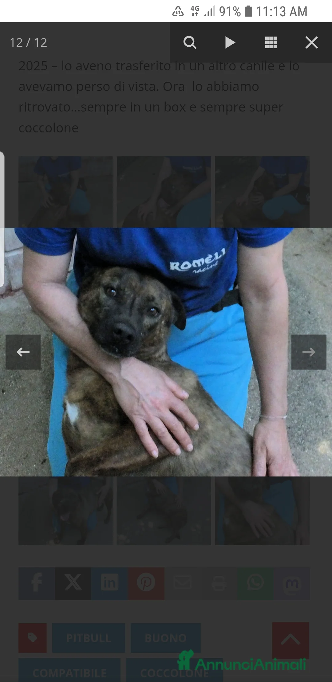 Meticcio cani in regalo: ADOZ.DEL CUORE: similpit dolce in canile da 4anni - Annuncio 4