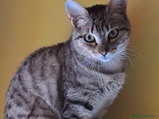 Meticcio gatti Sole, dolcissima micia cerca casa - Annuncio 4